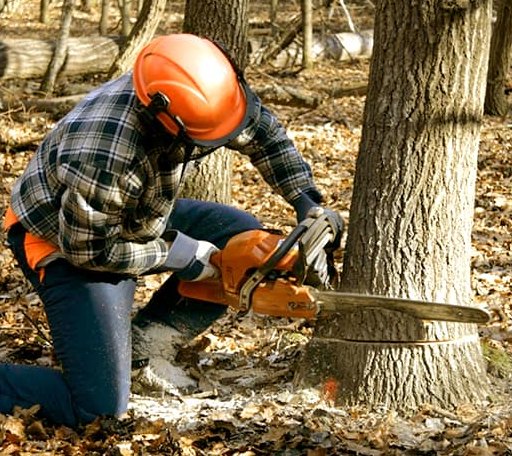 Tree Removal in Tolland, CT
